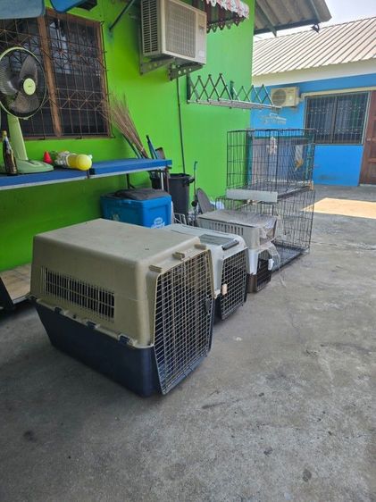 ขายเหมา 3,000 บาทนัดรับที่โคราชครับ รูปที่ 2