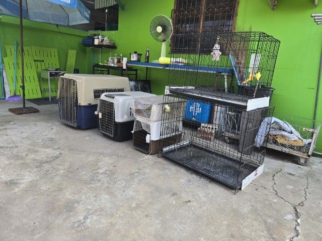 ขายเหมา 3,000 บาทนัดรับที่โคราชครับ รูปที่ 4