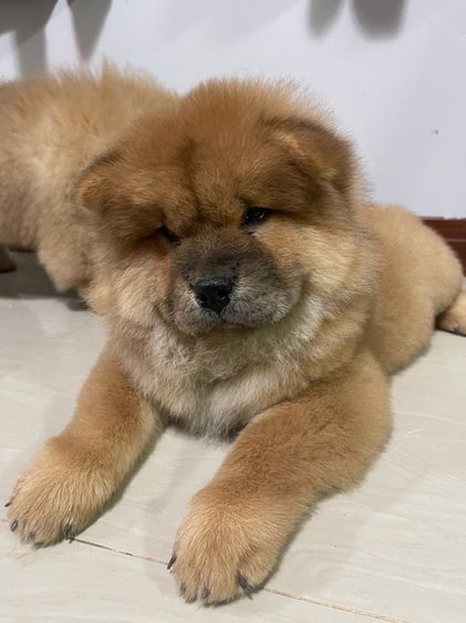 หมาเชาว์เชาว์ รูปที่ 5