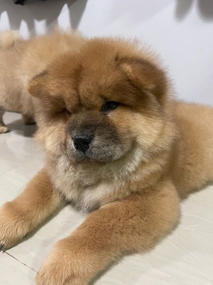 หมาเชาว์เชาว์ รูปที่ 3