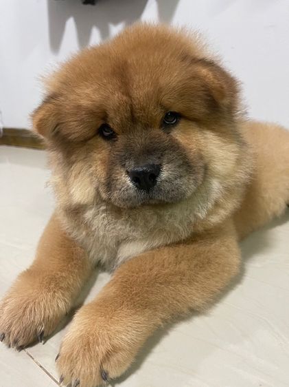 หมาเชาว์เชาว์ รูปที่ 6