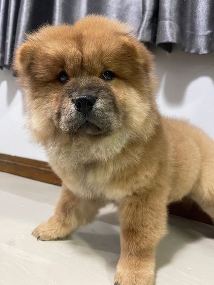 หมาเชาว์เชาว์ รูปที่ 4