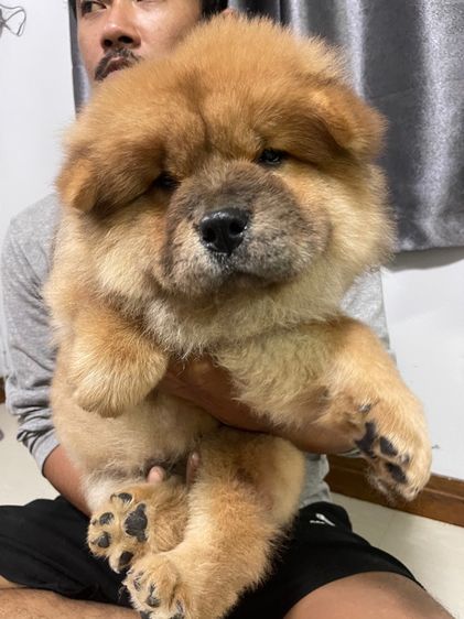 เชาเชา (Chow Chow) กลาง หมาเชาว์เชาว์