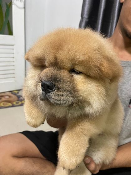 หมาเชาว์เชาว์ รูปที่ 4