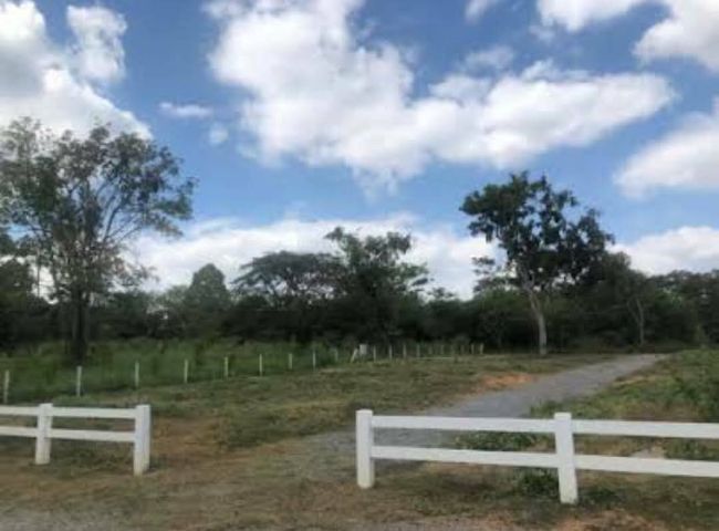 ใช่ ขายที่ดิน 147 ตรว. ม.ภูตะวัน ปากช่อง ใกล้ทองสมบรูณ์รีสอร์ท รูปที่ 2