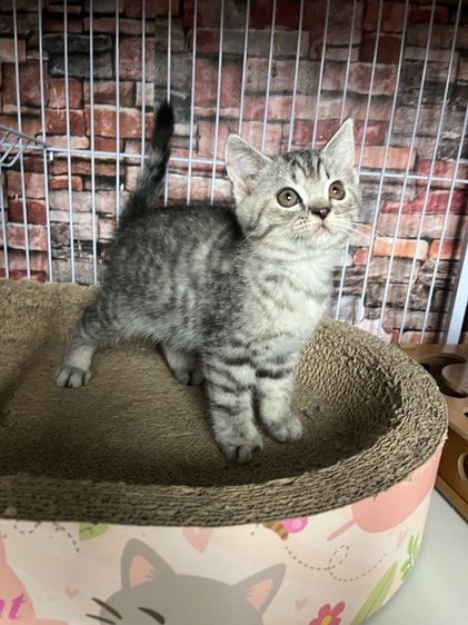 ดญ สก็อตติช