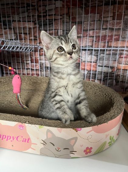 ดญ สก็อตติช รูปที่ 3