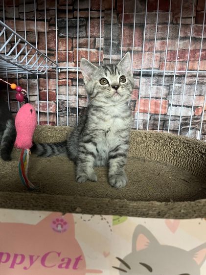 ดญ สก็อตติช รูปที่ 7