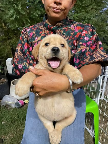 ลาบาดอร์  รูปที่ 4