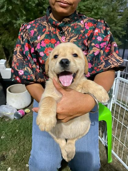 ลาบาดอร์  รูปที่ 3