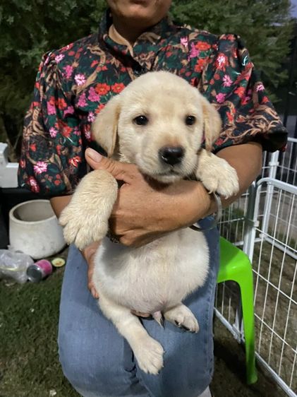 ลาบาดอร์  รูปที่ 2