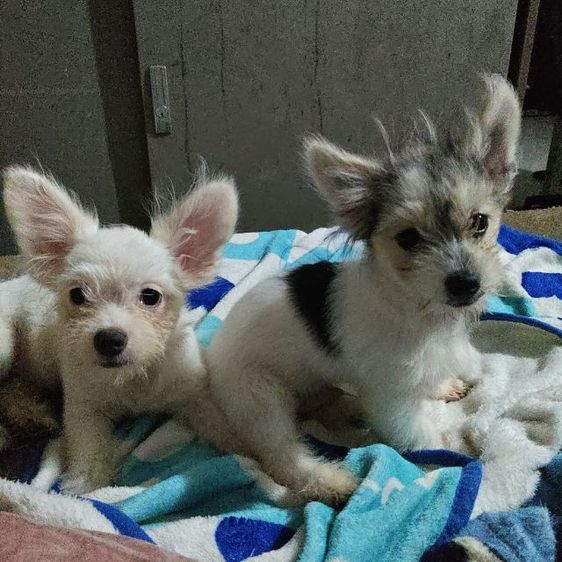 ลูกหมาชิวาว่าผสมชิสุ รูปที่ 2