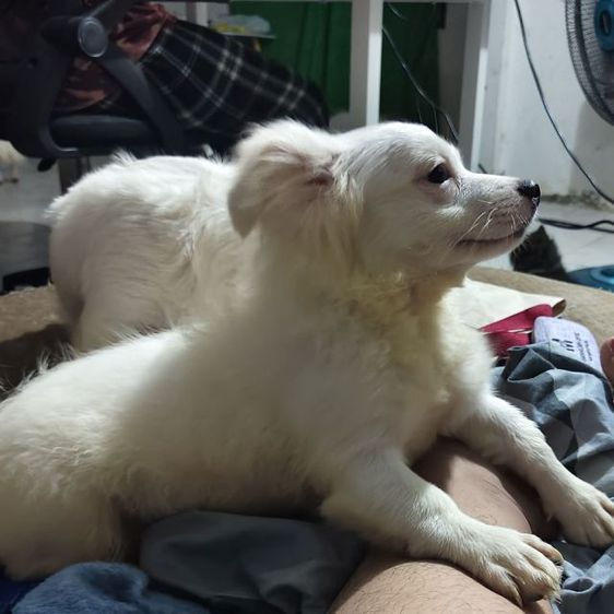 ชิวาวา (Chihuahua) เล็ก ลูกหมาชิวาว่าผสมชิสุ