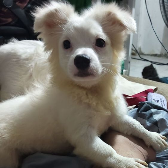 ลูกหมาชิวาว่าผสมชิสุ รูปที่ 4