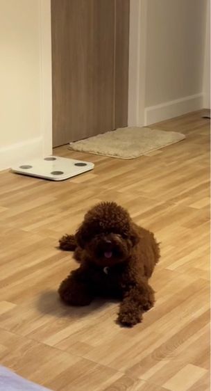 พุดเดิ้ล รูปที่ 2