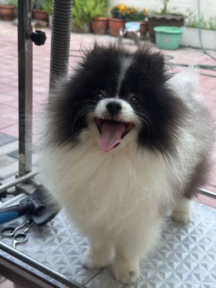 ปอมเมอเรเนียน (Pomeranian) เล็ก ปอมเมอเรเนียน