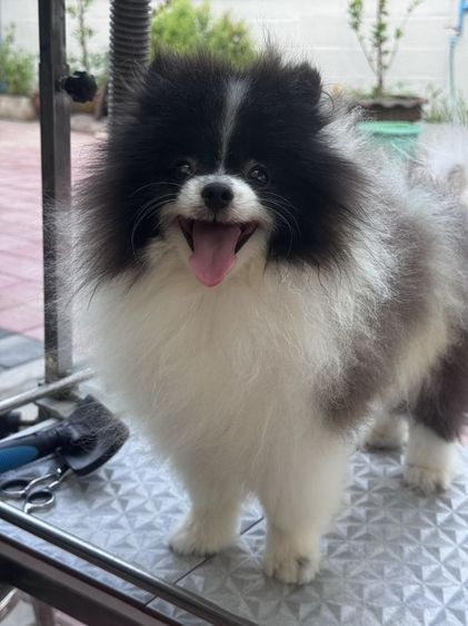 ปอมเมอเรเนียน รูปที่ 3