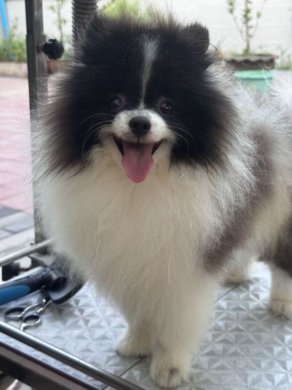 ปอมเมอเรเนียน รูปที่ 2