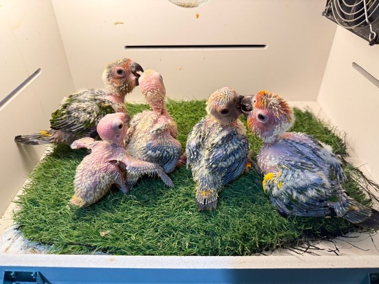 ลูกป้อนซัน รูปที่ 3