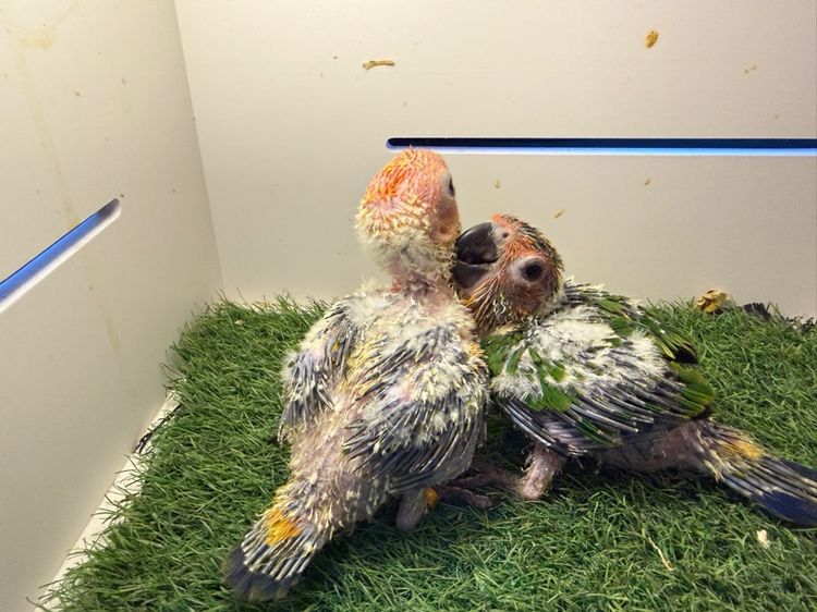 ลูกป้อนซัน รูปที่ 6