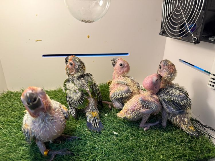 ลูกป้อนซัน รูปที่ 5