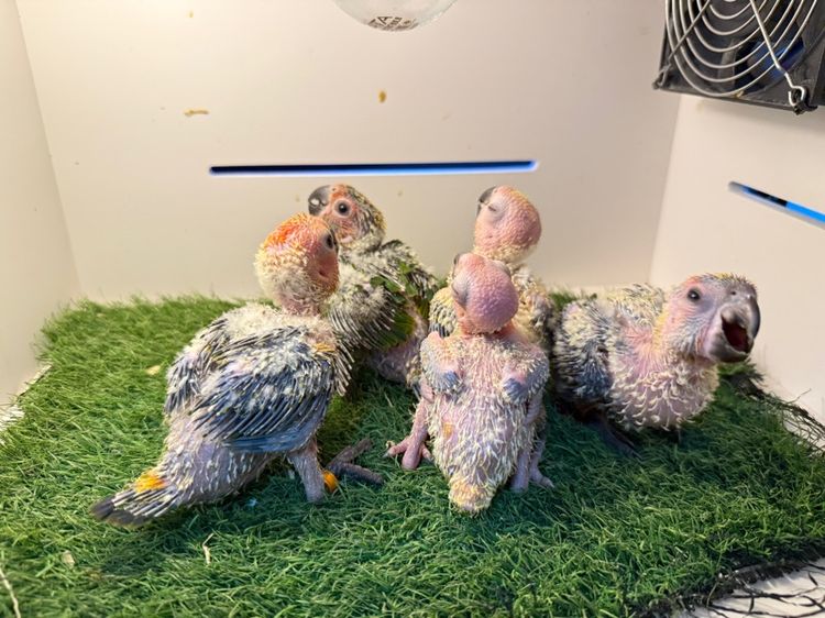 ลูกป้อนซัน