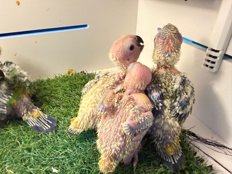 ลูกป้อนซัน รูปที่ 4