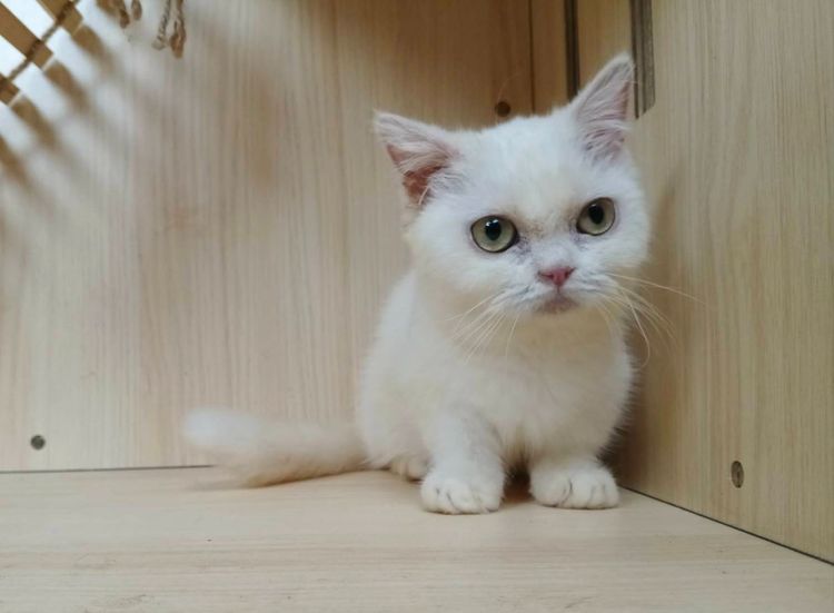 5.แมวมันช์กิ้น เพศเมีย Munchkin Cat Female  รูปที่ 8