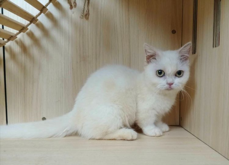 5.แมวมันช์กิ้น เพศเมีย Munchkin Cat Female  รูปที่ 7
