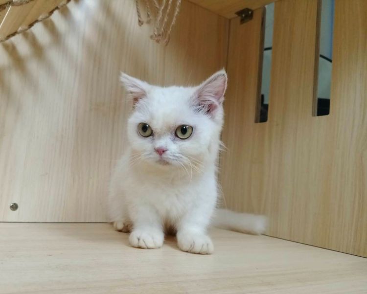 5.แมวมันช์กิ้น เพศเมีย Munchkin Cat Female  รูปที่ 9