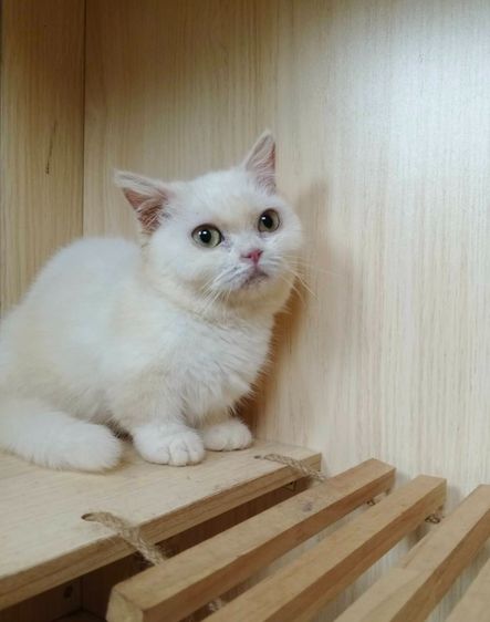 5.แมวมันช์กิ้น เพศเมีย Munchkin Cat Female  รูปที่ 4