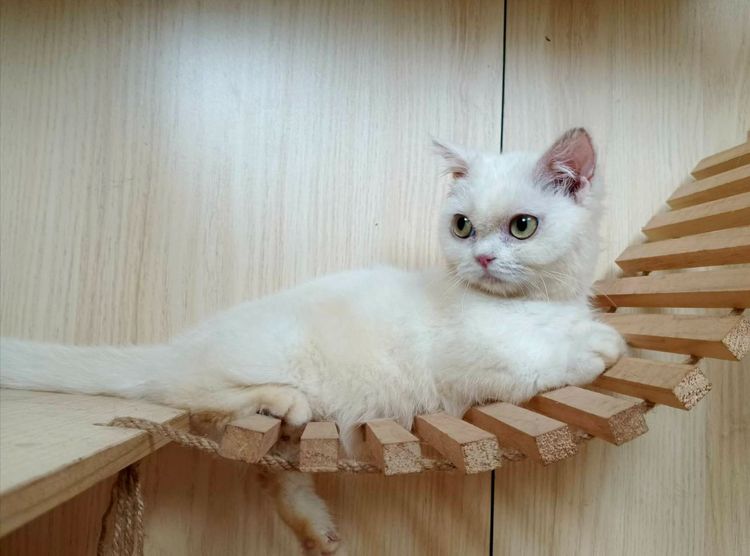 5.แมวมันช์กิ้น เพศเมีย Munchkin Cat Female  รูปที่ 5