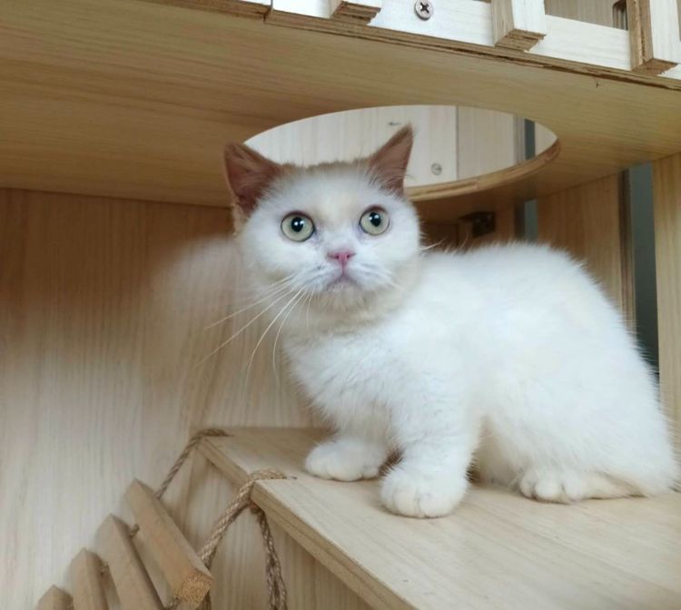 5.แมวมันช์กิ้น เพศเมีย Munchkin Cat Female  รูปที่ 6