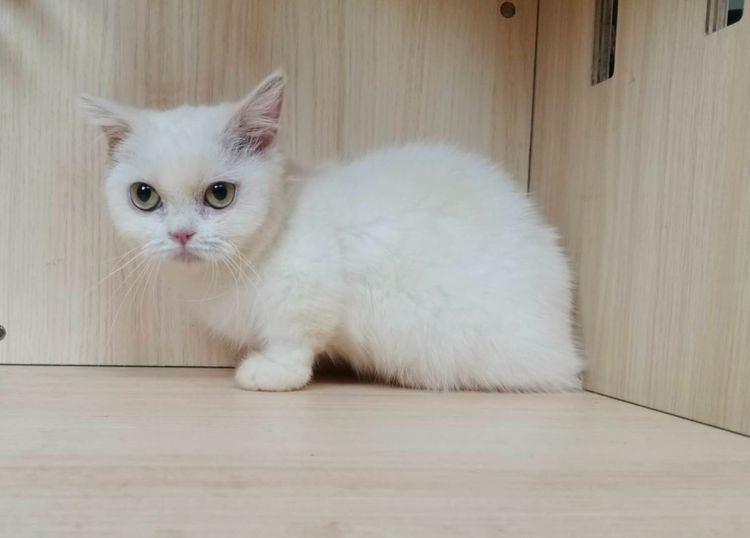 5.แมวมันช์กิ้น เพศเมีย Munchkin Cat Female  รูปที่ 2