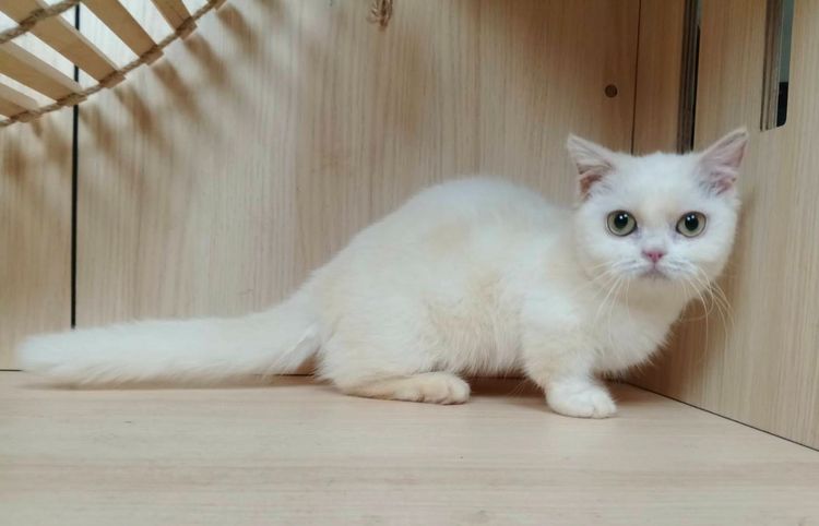มันช์กิ้น (Munchkin) 5.แมวมันช์กิ้น เพศเมีย Munchkin Cat Female 