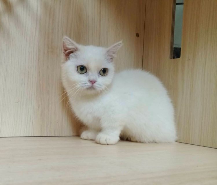 5.แมวมันช์กิ้น เพศเมีย Munchkin Cat Female  รูปที่ 3