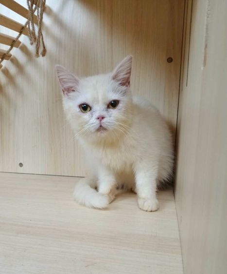 6.แมวมันช์กิ้นขายาว เพศผู้ Munchkin Cat long legs Male รูปที่ 4