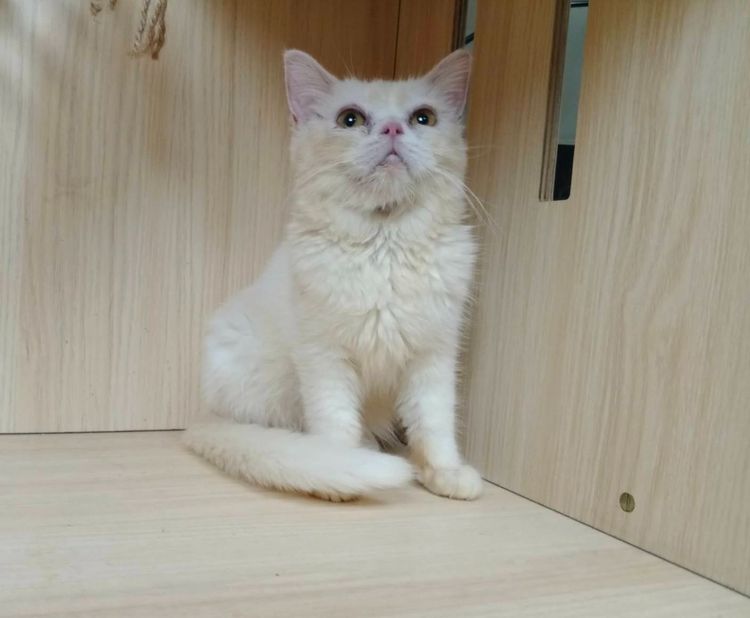 6.แมวมันช์กิ้นขายาว เพศผู้ Munchkin Cat long legs Male รูปที่ 3