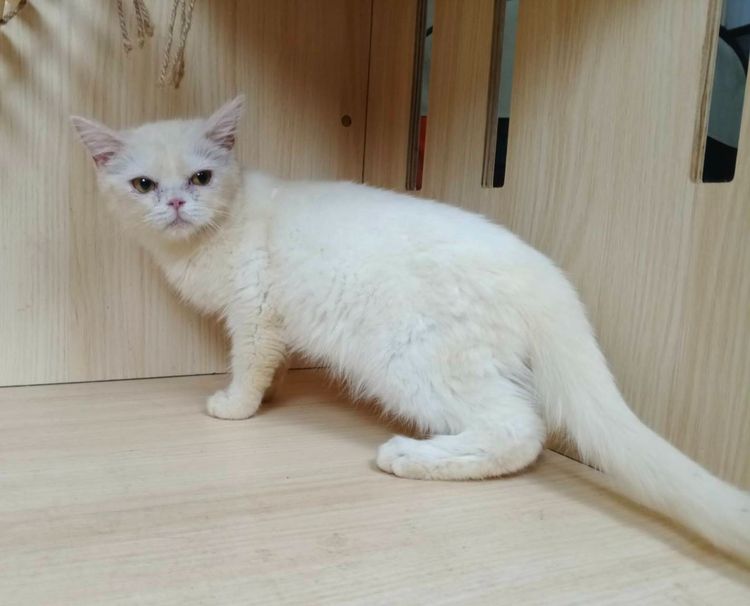 6.แมวมันช์กิ้นขายาว เพศผู้ Munchkin Cat long legs Male รูปที่ 2