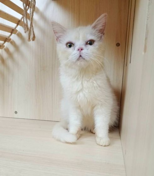 6.แมวมันช์กิ้นขายาว เพศผู้ Munchkin Cat long legs Male รูปที่ 5