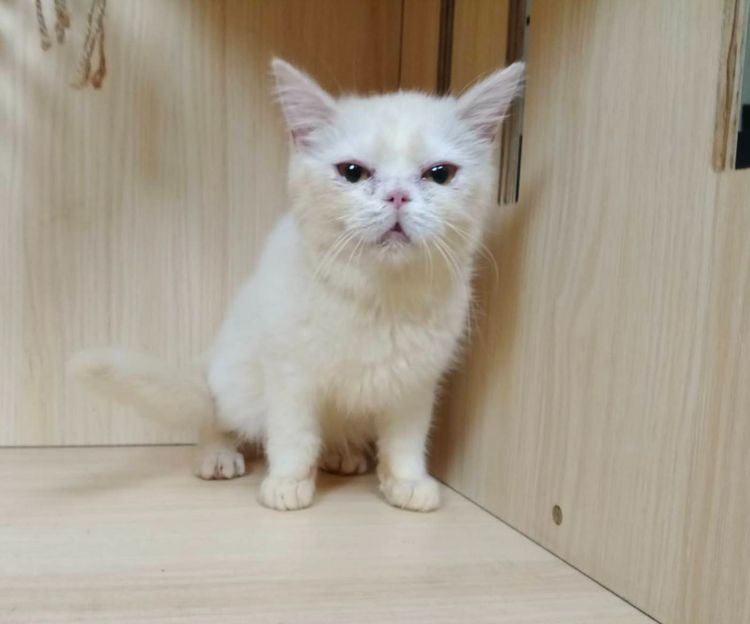 มันช์กิ้น (Munchkin) 6.แมวมันช์กิ้นขายาว เพศผู้ Munchkin Cat long legs Male