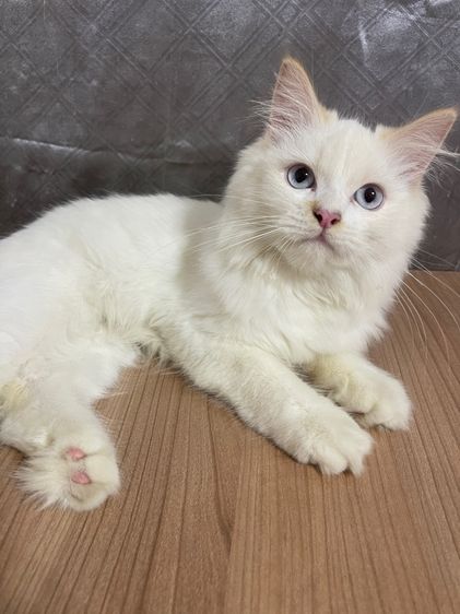 คนขายเลี้ยงเองครับ   น้องแมวพันธุ์ อเมริกันเคิร์ลผสมหิมาลายัน เพศชาย ตาสีฟ้า ( ติดคน )