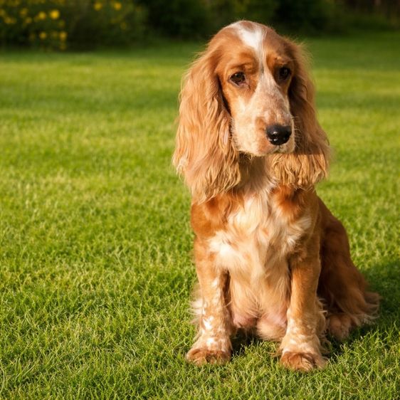 คอกเกอร์ช2ญ1 รูปที่ 4