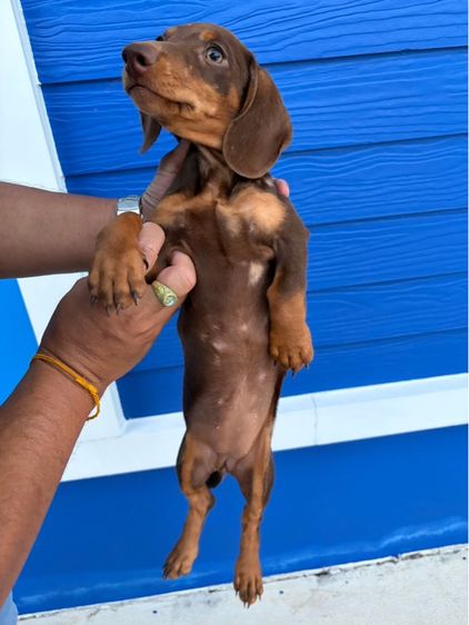 ดัชชุนมินิ รูปที่ 3