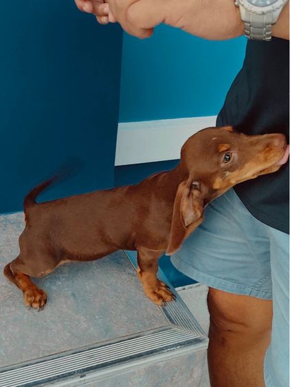 ดัชชุน (Dachshund) เล็ก ดัชชุนมินิ