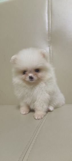 ปอมเมอเรเนียน (Pomeranian) เล็ก ปอม
