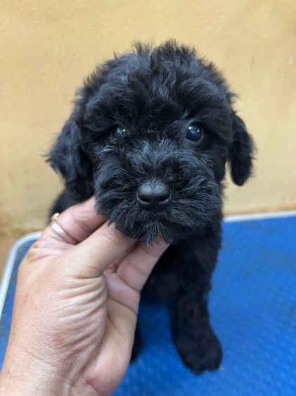 พุดเดิ้ล (Poodle) เล็ก ขายลูกพุดเดิ้ล ทอยเพศเมีย