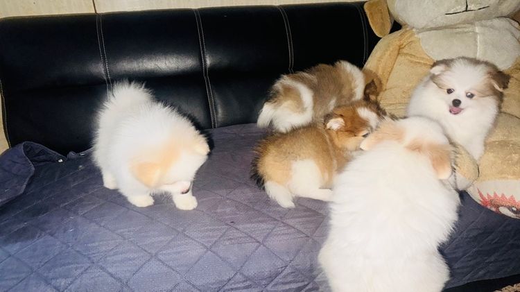 ปอมเมอเรเนียน รูปที่ 12