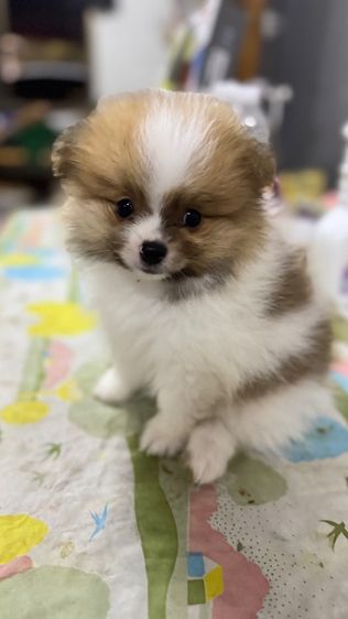 ปอมเมอเรเนียน รูปที่ 17