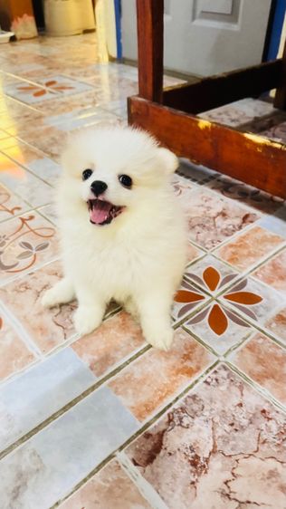 ปอมเมอเรเนียน รูปที่ 10